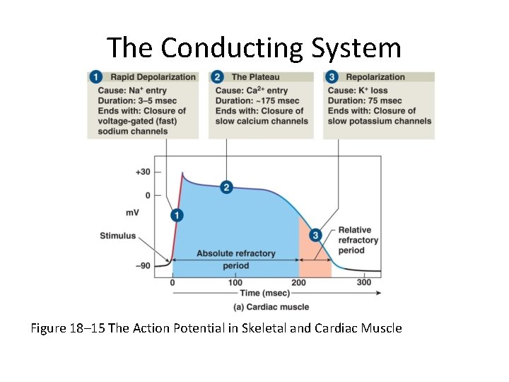The Conducting System Figure 18– 15 The Action Potential in Skeletal and Cardiac Muscle