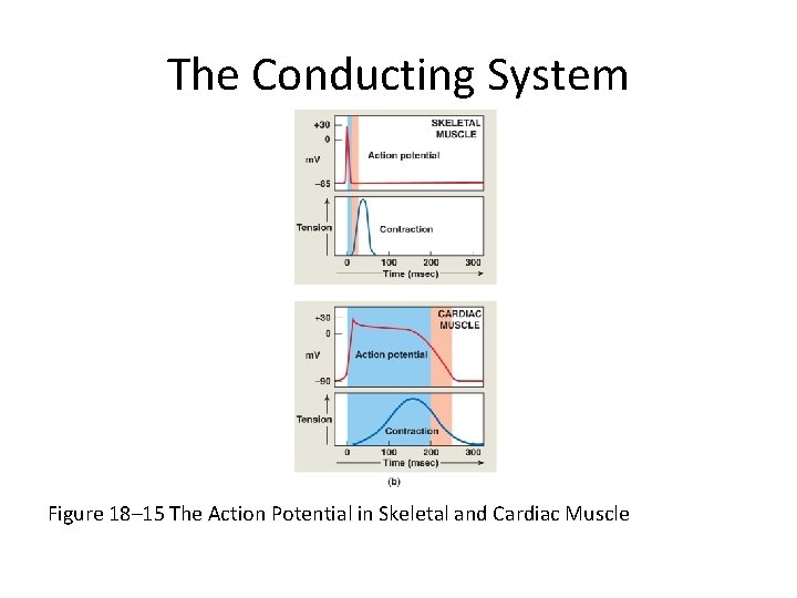 The Conducting System Figure 18– 15 The Action Potential in Skeletal and Cardiac Muscle