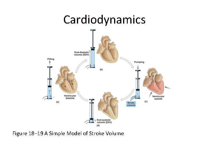 Cardiodynamics Figure 18– 19 A Simple Model of Stroke Volume 