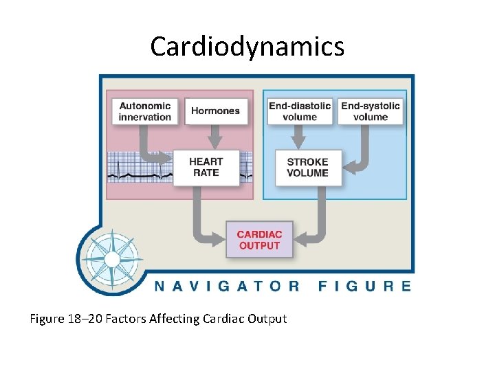 Cardiodynamics Figure 18– 20 Factors Affecting Cardiac Output 
