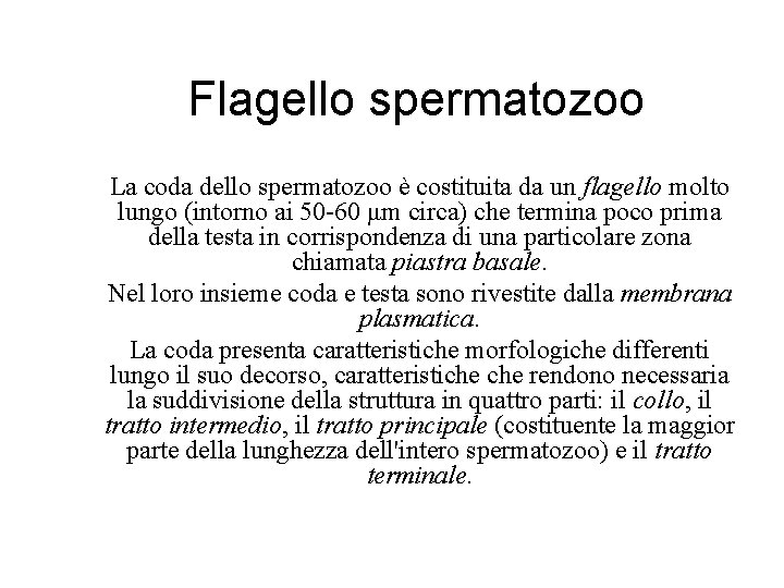 Flagello spermatozoo La coda dello spermatozoo è costituita da un flagello molto lungo (intorno