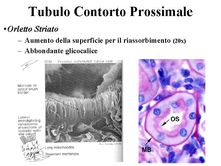 Tubulo Contorto Prossimale • Orletto Striato – Aumento della superficie per il riassorbimento (20