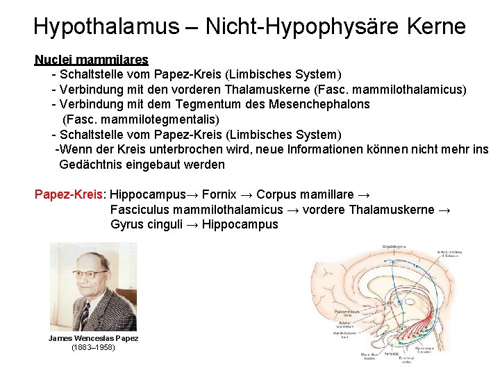 Hypothalamus – Nicht-Hypophysäre Kerne Nuclei mammilares - Schaltstelle vom Papez-Kreis (Limbisches System) - Verbindung