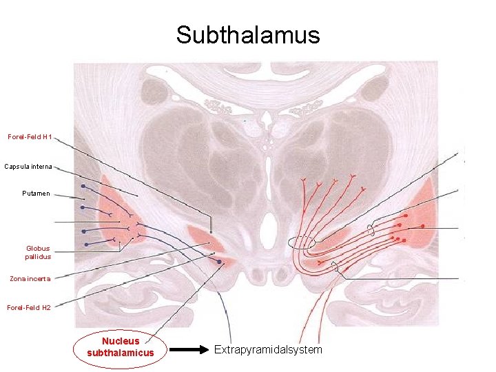 Subthalamus Forel-Feld H 1 Capsula interna Putamen Globus pallidus Zona incerta Forel-Feld H 2