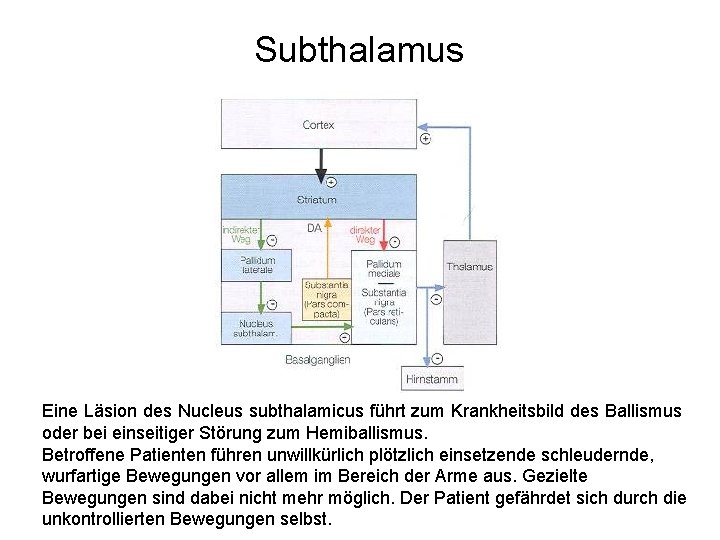 Subthalamus Eine Läsion des Nucleus subthalamicus führt zum Krankheitsbild des Ballismus oder bei einseitiger