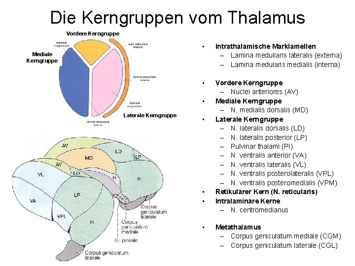 Die Kerngruppen vom Thalamus Vordere Kerngruppe • Intrathalamische Marklamellen – Lamina medullaris lateralis (externa)