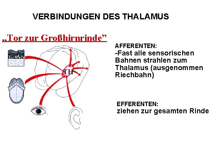 VERBINDUNGEN DES THALAMUS „Tor zur Großhirnrinde” TH AFFERENTEN: -Fast alle sensorischen Bahnen strahlen zum