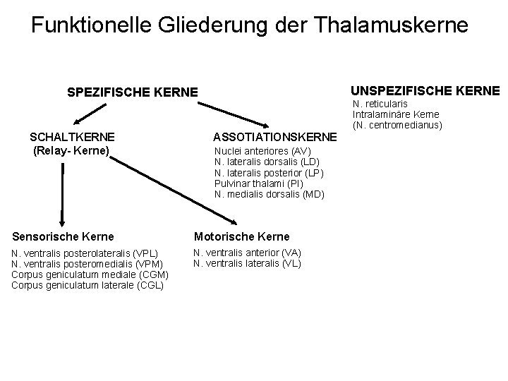 Funktionelle Gliederung der Thalamuskerne UNSPEZIFISCHE KERNE SCHALTKERNE (Relay- Kerne) ASSOTIATIONSKERNE Nuclei anteriores (AV) N.