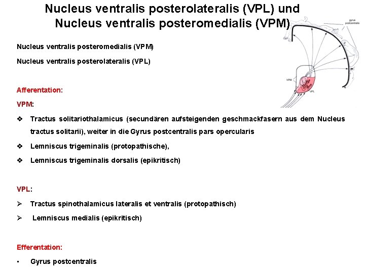 Nucleus ventralis posterolateralis (VPL) und Nucleus ventralis posteromedialis (VPM) Nucleus ventralis posterolateralis (VPL) Afferentation: