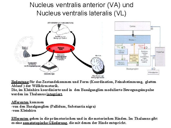 Nucleus ventralis anterior (VA) und Nucleus ventralis lateralis (VL) Bedeutung für das Zustandekommen und