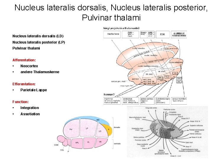 Nucleus lateralis dorsalis, Nucleus lateralis posterior, Pulvinar thalami Nucleus lateralis dorsalis (LD) Nucleus lateralis