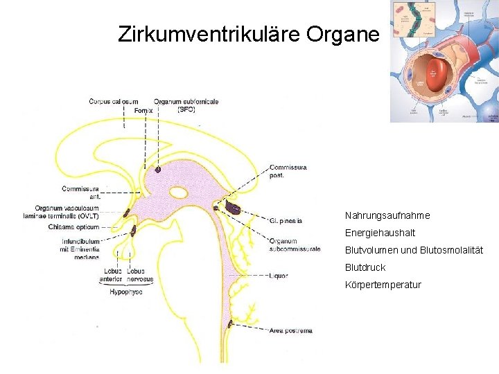 Zirkumventrikuläre Organe Nahrungsaufnahme Energiehaushalt Blutvolumen und Blutosmolalität Blutdruck Körpertemperatur 