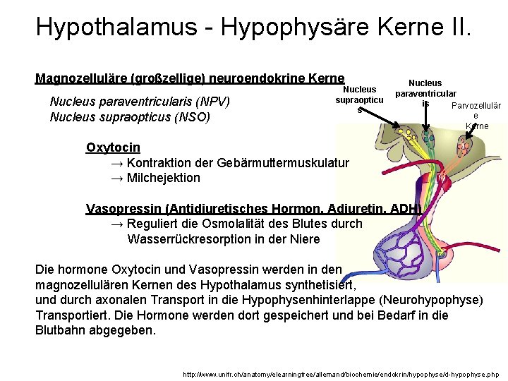 Hypothalamus - Hypophysäre Kerne II. Magnozelluläre (großzellige) neuroendokrine Kerne Nucleus paraventricularis (NPV) Nucleus supraopticus