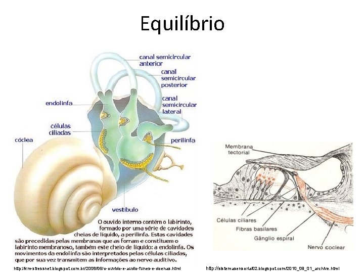 Equilíbrio http: //km-stressnet. blogspot. com. br/2008/06/o-ouvido-e-audio-funes-e-doenas. html http: //sistemasensorial 02. blogspot. com/2010_09_01_archive. html 