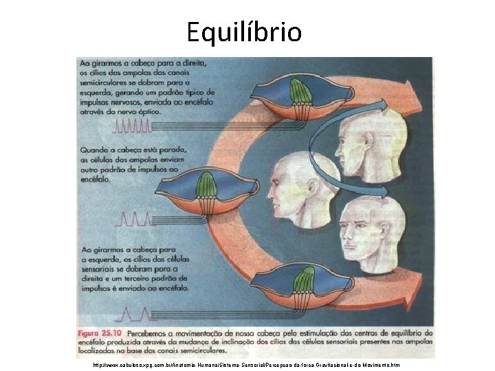 Equilíbrio http: //www. cabuloso. xpg. com. br/Anatomia-Humana/Sistema-Sensorial/Percepcao-da-forca-Gravitacional-e-do-Movimento. htm 