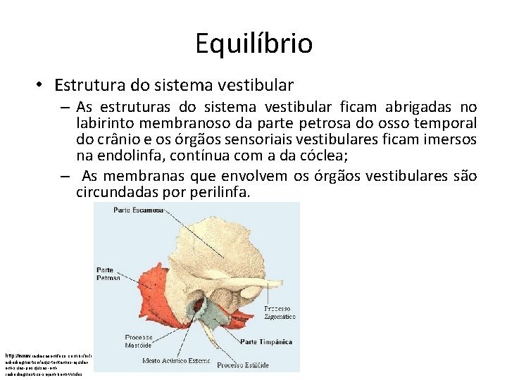 Equilíbrio • Estrutura do sistema vestibular – As estruturas do sistema vestibular ficam abrigadas