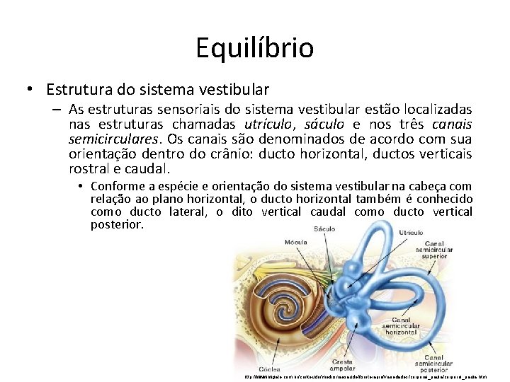 Equilíbrio • Estrutura do sistema vestibular – As estruturas sensoriais do sistema vestibular estão