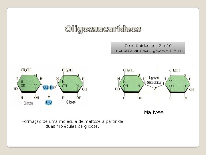 Oligossacarídeos Constituídos por 2 a 10 monossacarídeos ligados entre si Maltose Formação de uma