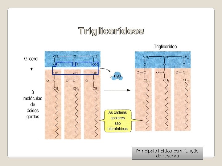 Triglicerídeos + Maltose Principais lípidos com função de reserva 