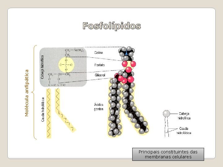 Molécula anfipática Fosfolípidos Principais constituintes das membranas celulares 