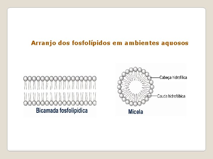 Arranjo dos fosfolípidos em ambientes aquosos 