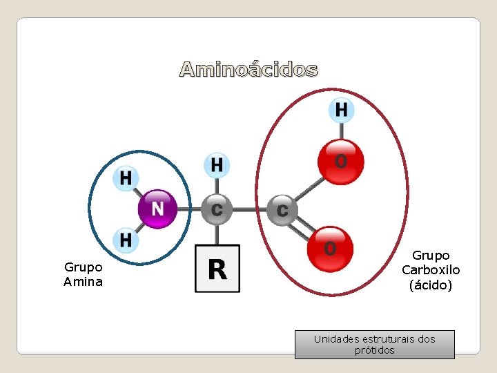 Aminoácidos Grupo Amina Grupo Carboxilo (ácido) Unidades estruturais dos prótidos 