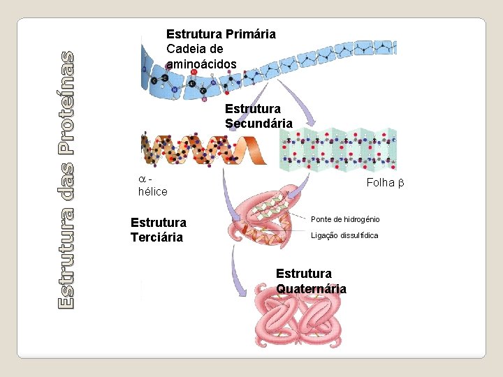 Estrutura das Proteínas Estrutura Primária Cadeia de aminoácidos Estrutura Secundária hélice Estrutura Terciária Folha