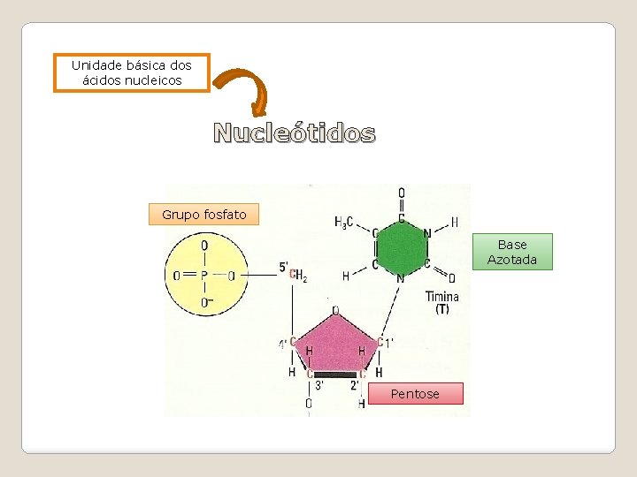 Unidade básica dos ácidos nucleicos Nucleótidos Grupo fosfato Base Azotada Pentose 