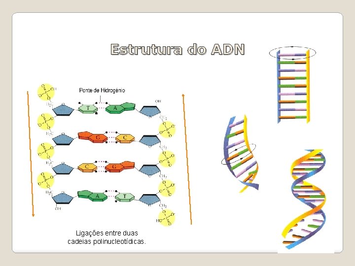 Estrutura do ADN Ligações entre duas cadeias polinucleotídicas. 