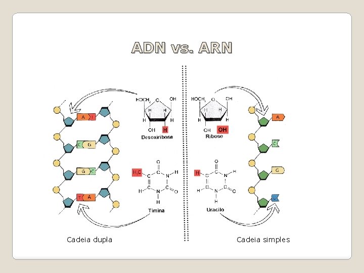 ADN vs. ARN Cadeia dupla Cadeia simples 