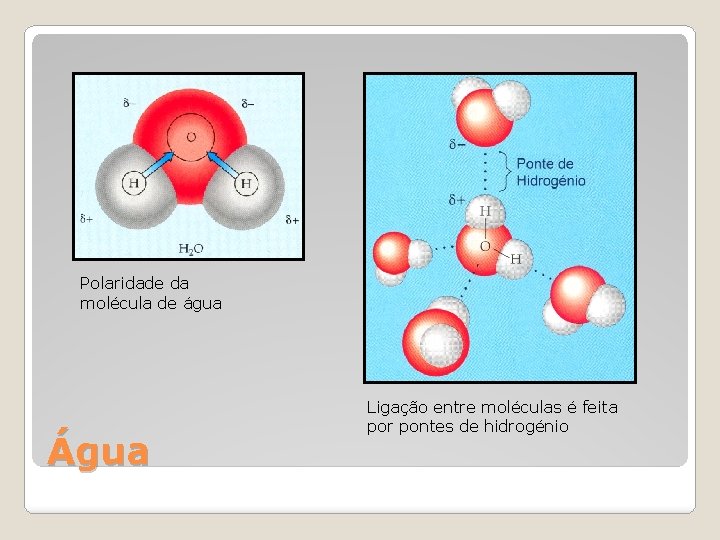 Polaridade da molécula de água Água Ligação entre moléculas é feita por pontes de