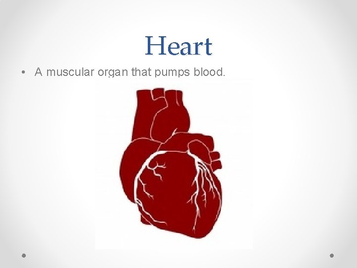 Heart • A muscular organ that pumps blood. 