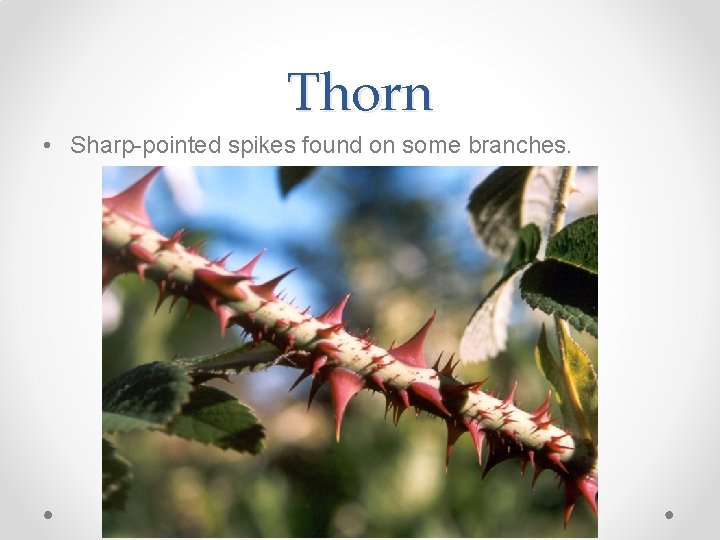 Thorn • Sharp-pointed spikes found on some branches. 