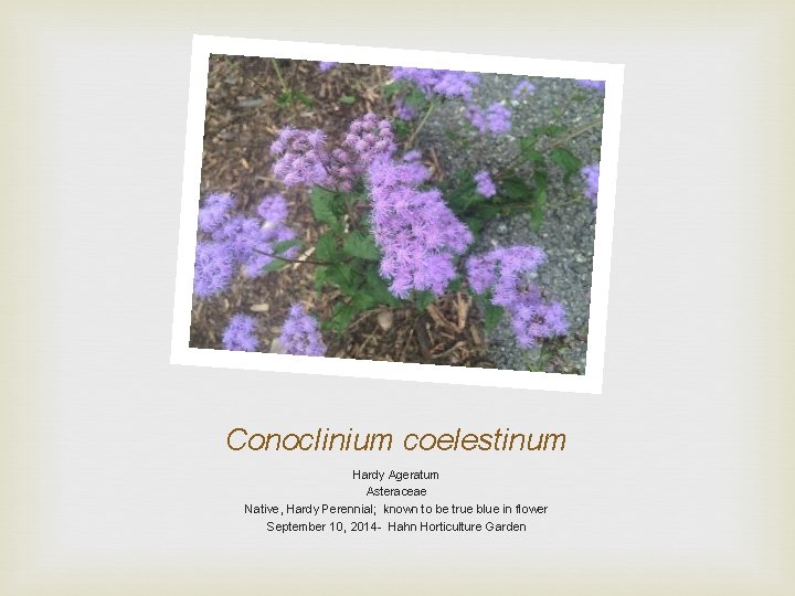 Conoclinium coelestinum Hardy Ageratum Asteraceae Native, Hardy Perennial; known to be true blue in