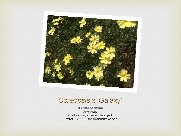 Coreopsis x ‘Galaxy’ Big Bang Coreopsis Asteraceae Hardy Perennial; extended bloom period October 1,