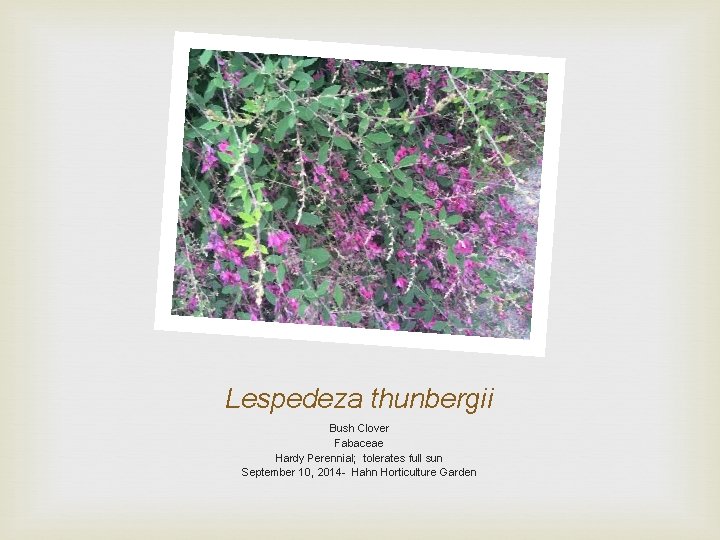 Lespedeza thunbergii Bush Clover Fabaceae Hardy Perennial; tolerates full sun September 10, 2014 -
