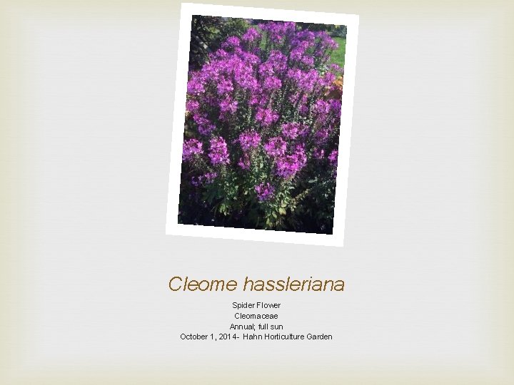 Cleome hassleriana Spider Flower Cleomaceae Annual; full sun October 1, 2014 - Hahn Horticulture