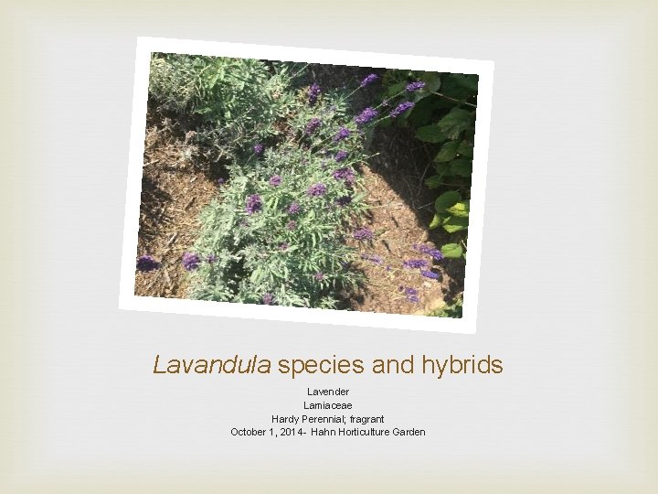 Lavandula species and hybrids Lavender Lamiaceae Hardy Perennial; fragrant October 1, 2014 - Hahn