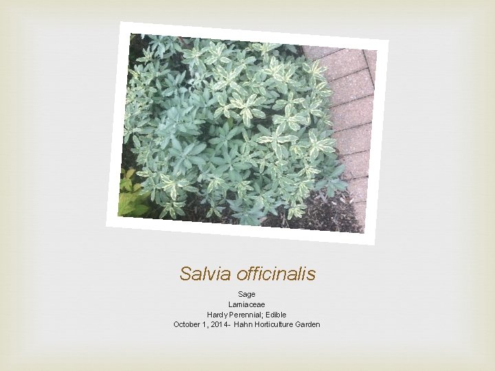 Salvia officinalis Sage Lamiaceae Hardy Perennial; Edible October 1, 2014 - Hahn Horticulture Garden