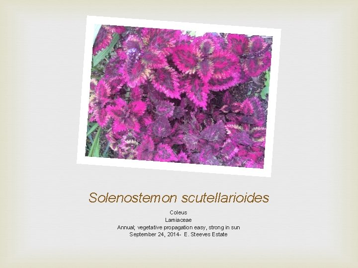 Solenostemon scutellarioides Coleus Lamiaceae Annual; vegetative propagation easy, strong in sun September 24, 2014