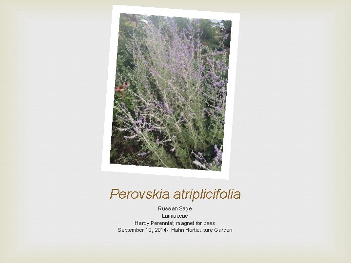 Perovskia atriplicifolia Russian Sage Lamiaceae Hardy Perennial; magnet for bees September 10, 2014 -
