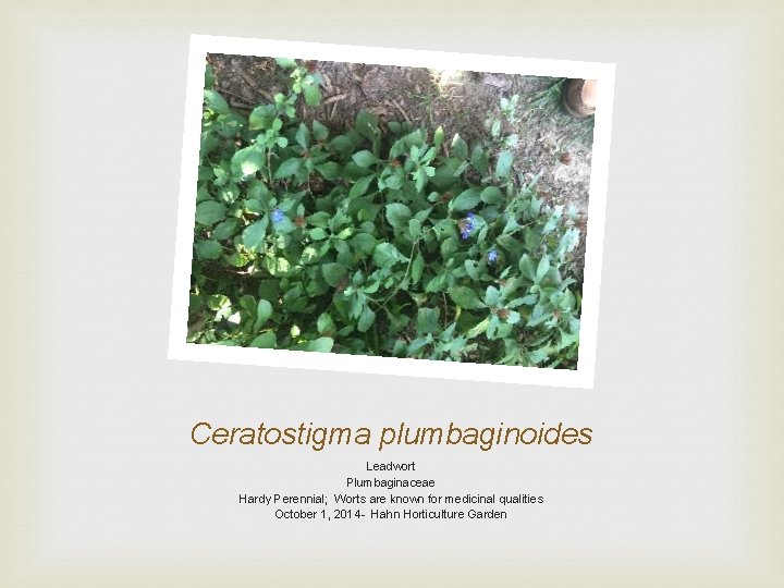 Ceratostigma plumbaginoides Leadwort Plumbaginaceae Hardy Perennial; Worts are known for medicinal qualities October 1,