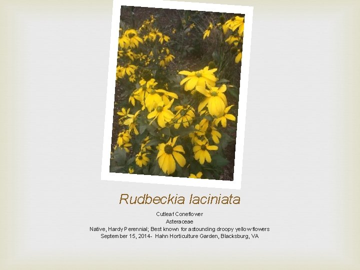 Rudbeckia laciniata Cutleaf Coneflower Asteraceae Native, Hardy Perennial; Best known for astounding droopy yellow