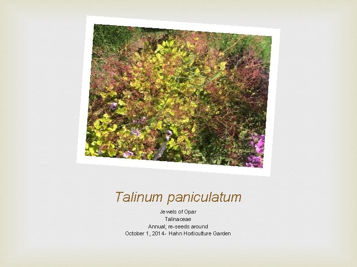 Talinum paniculatum Jewels of Opar Talinaceae Annual; re-seeds around October 1, 2014 - Hahn