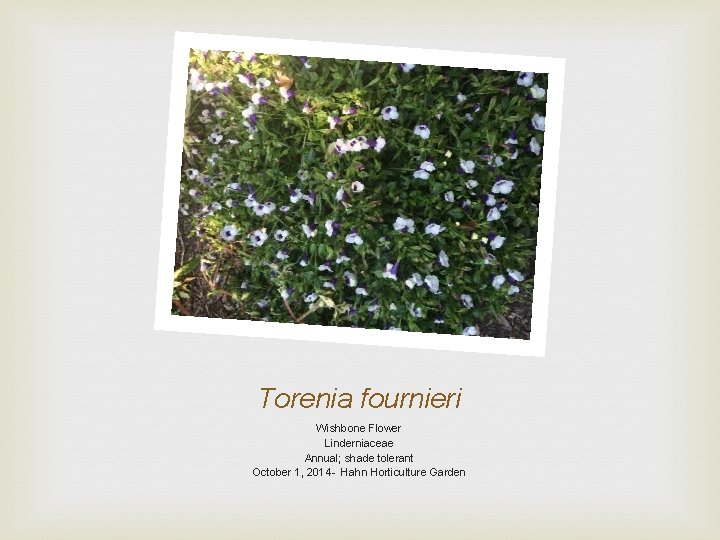 Torenia fournieri Wishbone Flower Linderniaceae Annual; shade tolerant October 1, 2014 - Hahn Horticulture