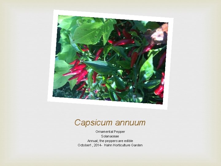 Capsicum annuum Ornamental Pepper Solanaceae Annual; the peppers are edible October 1, 2014 -