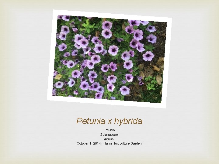 Petunia x hybrida Petunia Solanaceae Annual October 1, 2014 - Hahn Horticulture Garden 