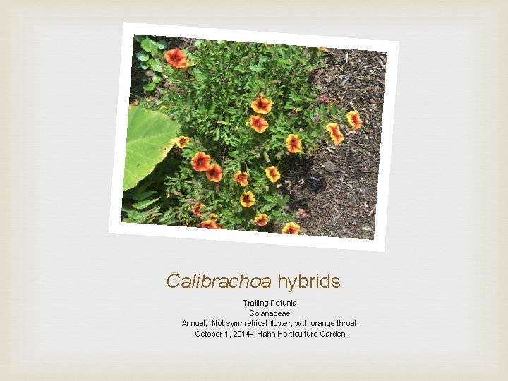 Calibrachoa hybrids Trailing Petunia Solanaceae Annual; Not symmetrical flower, with orange throat. October 1,