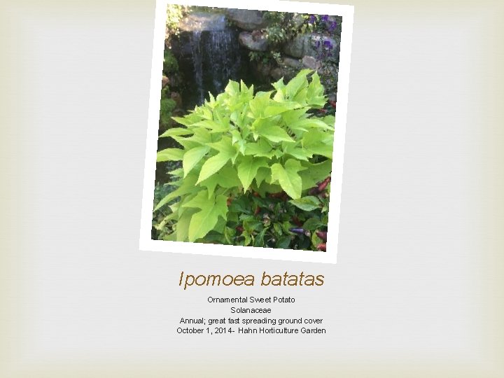 Ipomoea batatas Ornamental Sweet Potato Solanaceae Annual; great fast spreading ground cover October 1,