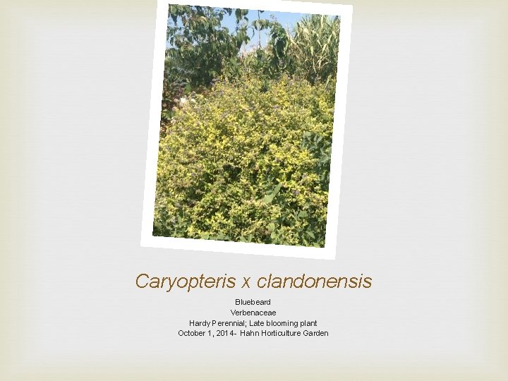 Caryopteris x clandonensis Bluebeard Verbenaceae Hardy Perennial; Late blooming plant October 1, 2014 -